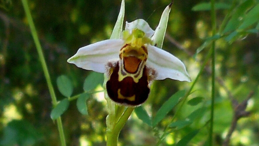 Znate li da orhideje najčešće rastu u simbiozi s gljivama?
