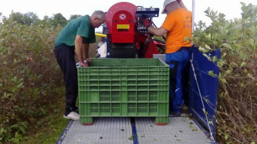 Prerada aronije na malom OPG-u uz dobre rezultate
