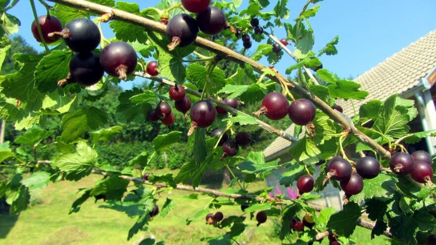 Jostu sadite bar na okućnici