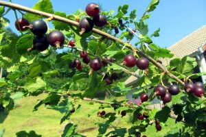 Josta - vitaminska bomba koja ima osam puta više vitamina C od limuna!