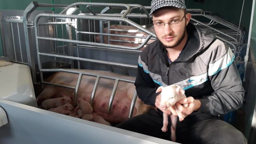 Mladi gazda Jovan u uzgoju svinja vidi svoju budućnost