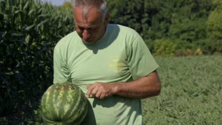 Ukusne i slasne lubenice iz Vognja
