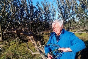 Jovanin Plenković (87) orezuje lozu i masline, krči zemljište i podiže vinograd