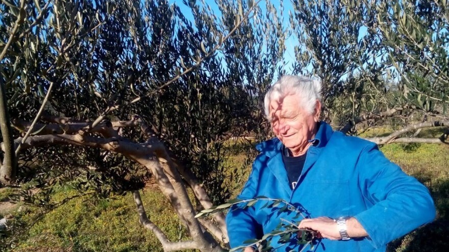 Jovanin Plenković (87) orezuje lozu i masline, krči zemljište i podiže vinograd