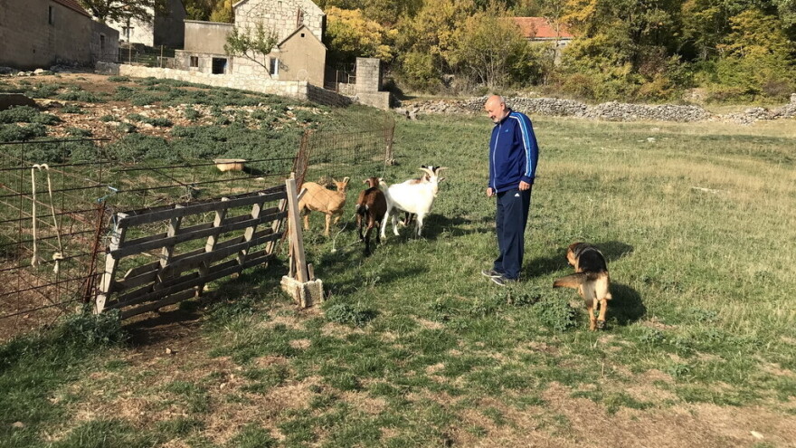 Vukovi haraju? Od 30 nestalih, Jozi Biliću Pižiću vratile se tek tri koze i jarac