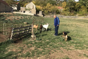 Vukovi haraju? Od 30 nestalih, Jozi Biliću Pižiću vratile se tek tri koze i jarac