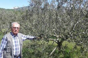 Jozo Eremut: Svi me pitaju koji je recept da su mi masline kao stijena