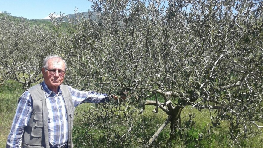 Jozo Eremut: Svi me pitaju koji je recept da su mi masline kao stijena