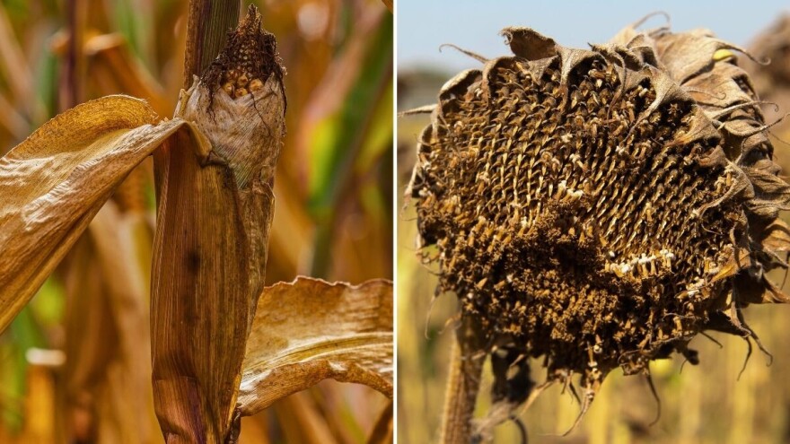 Za većinu useva prognoza roda je ispodprosečna - dve kulture najviše stradale