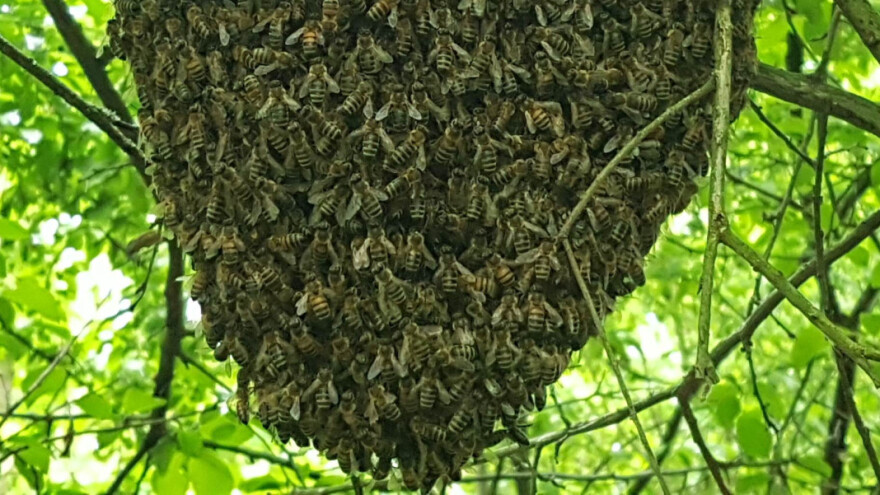 Odbegle pčele sa grane pale pčelaru na glavu, pa se vratile gore
