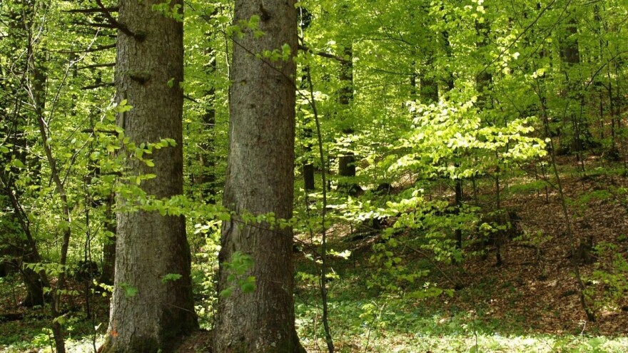 Kolektivna sadnja drveća: Probajte posaditi stare sorte voćaka i šumskih voćkarica