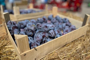 Vraćene i šljive sa granice zbog pesticida - šta sada?