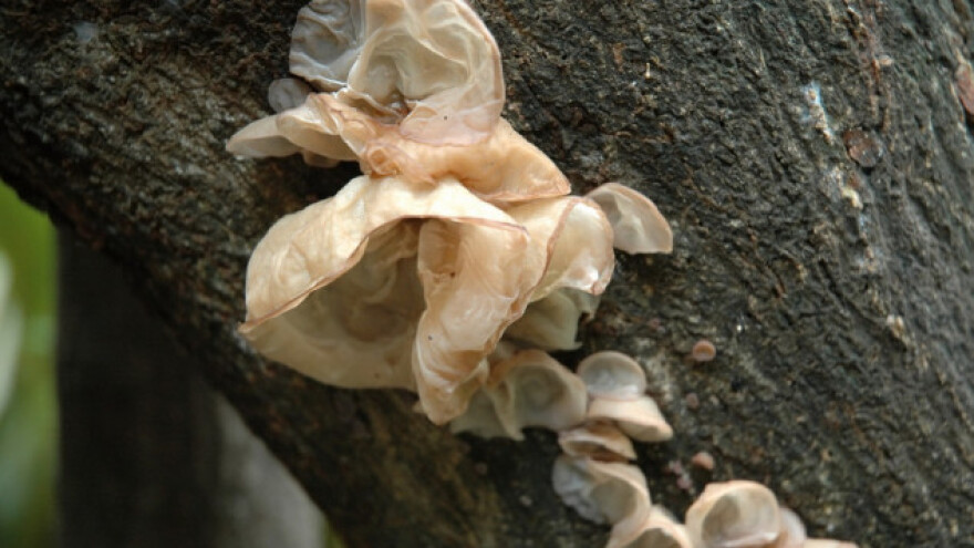 Judino uho - nije omiljena, ali je ljekovita