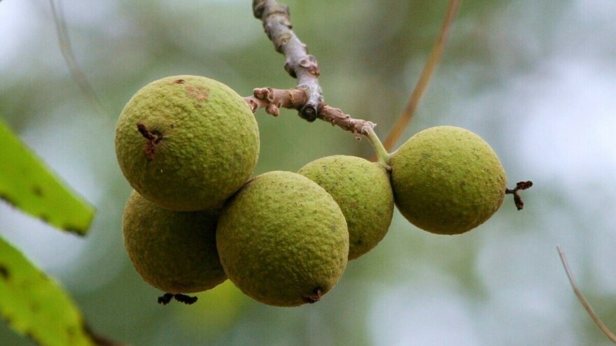 Zašto je crni orah jedno od nacjenjenijih vrsta šumskog drveća?