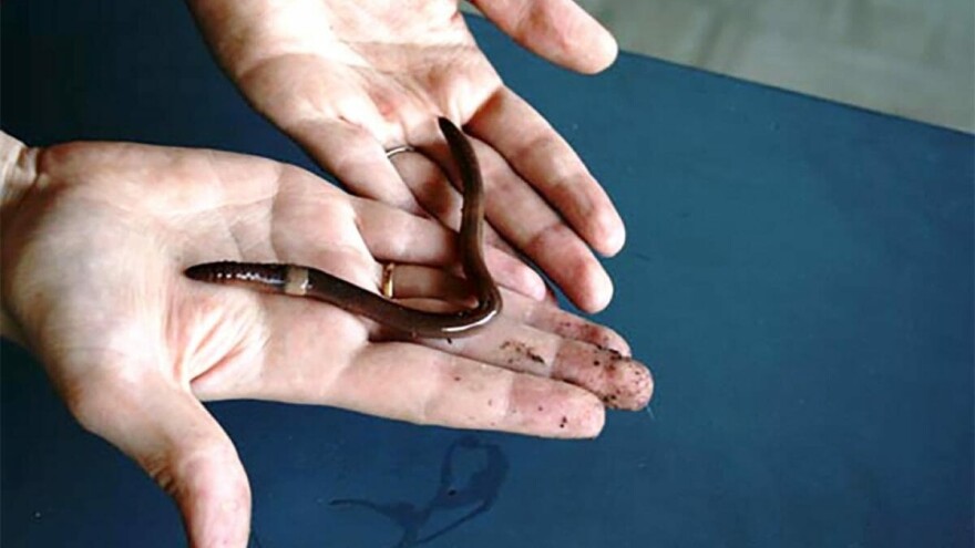 Glista koja skače - nova pošast zabrinjava američke seljake