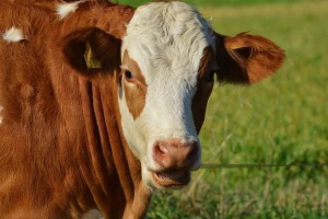 Šta donosi plan o globalnom smanjenju antibiotika na farmama do 2025.?