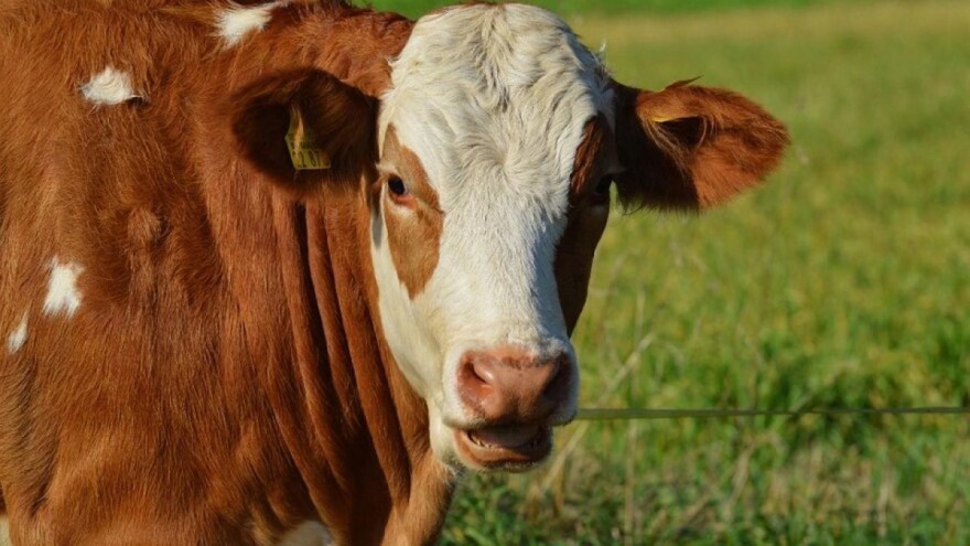 Šta donosi plan o globalnom smanjenju antibiotika na farmama do 2025.?