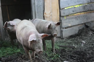 Nova studija pokazala: Zagađenje nitratom najviše povezano sa uzgojem svinja?