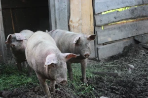 Nova studija pokazala: Zagađenje nitratom najviše povezano s uzgojem svinja?