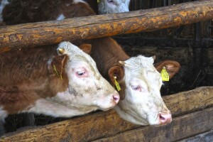 Smanjenje antibiotika i ekološka proizvodnja - jedni od glavnih ciljeva strategije F2F