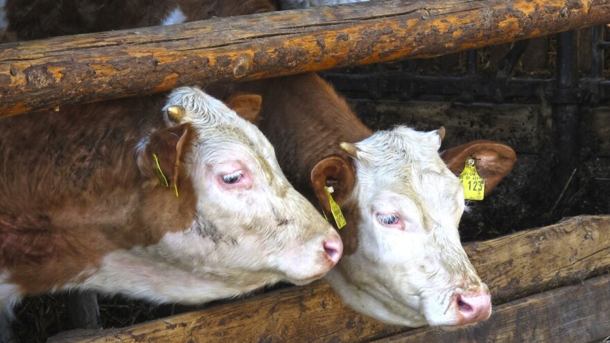 Smanjenje antibiotika i ekološka proizvodnja - jedni od glavnih ciljeva strategije F2F