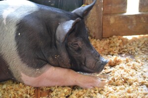 Koronavirus uzrokuje prekid lanca opskrbe lijekova za životinje?