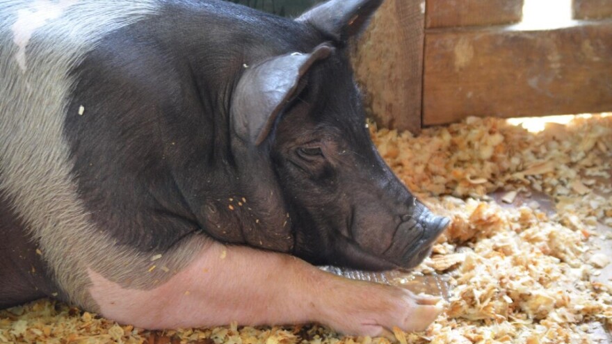 Koronavirus uzrokuje prekid lanca opskrbe lijekova za životinje?