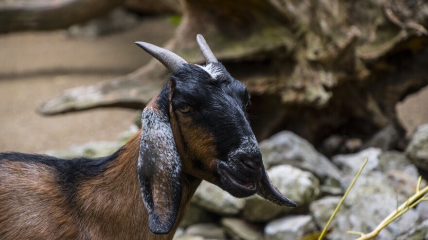 Prve koze kupili da se riješe grmlja iz kojeg su prijetile zmije
