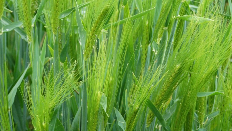 Proljetne bolesti ječma - siva i mrežasta pjegavost