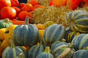 Agrotehnika uljne buče, priručnik dr.sc. Mare Bogović za sve uzgajivače