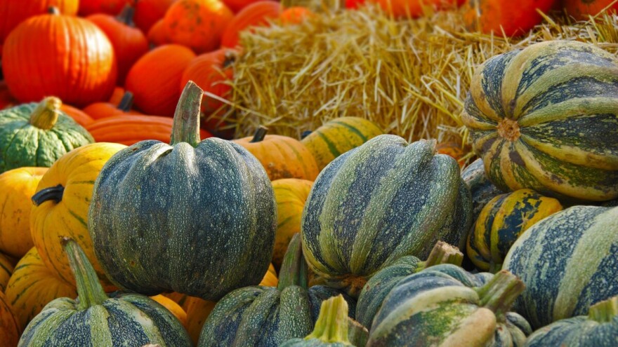 Agrotehnika uljne buče, priručnik dr.sc. Mare Bogović za sve uzgajivače