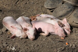 Razoran virus u stočarskoj industriji: Može uzrokovati 100%-tnu smrtnost, a lijeka nema
