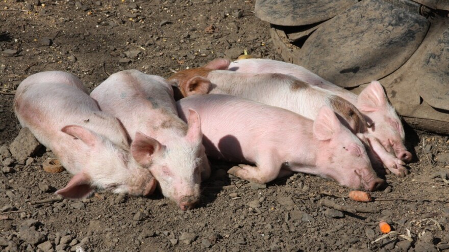 Razoran virus u stočarskoj industriji: Može uzrokovati 100%-tnu smrtnost, a lijeka nema