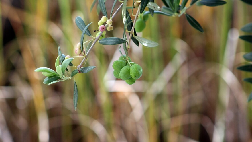 Najbolji načini za zaštitu masline od mediča