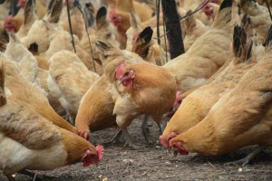 Peradari ne mogu namiriti potražnju za jajima iz nekaveznog uzgoja