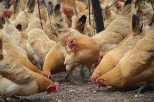 Peradari ne mogu namiriti potražnju za jajima iz nekaveznog uzgoja