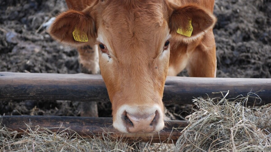 Osnovne razlike između nacionalnih potpora i izravnih plaćanja