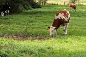 Iza nas najtoplija zima ikad zabilježena u Europi: Veljača za 3,9 °C toplija od prosjeka