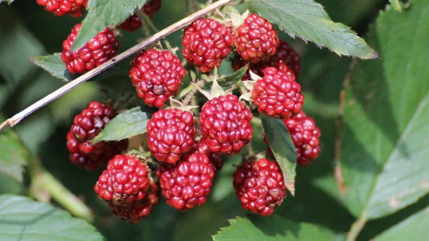 Malina: Voćka bogata vitaminom C ni zamrznuta ne gubi nutritivne vrijednosti