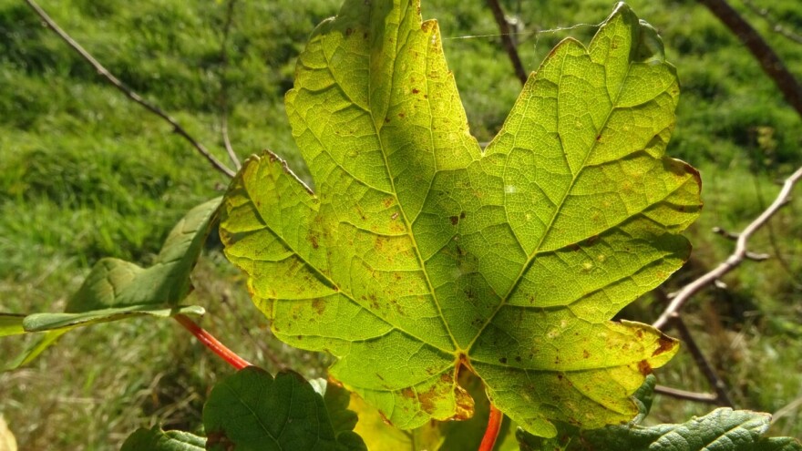 Stavljanje na tržište materijala za vegetativno umnažanje loze i reprodukcijskog ukrasnog bilja