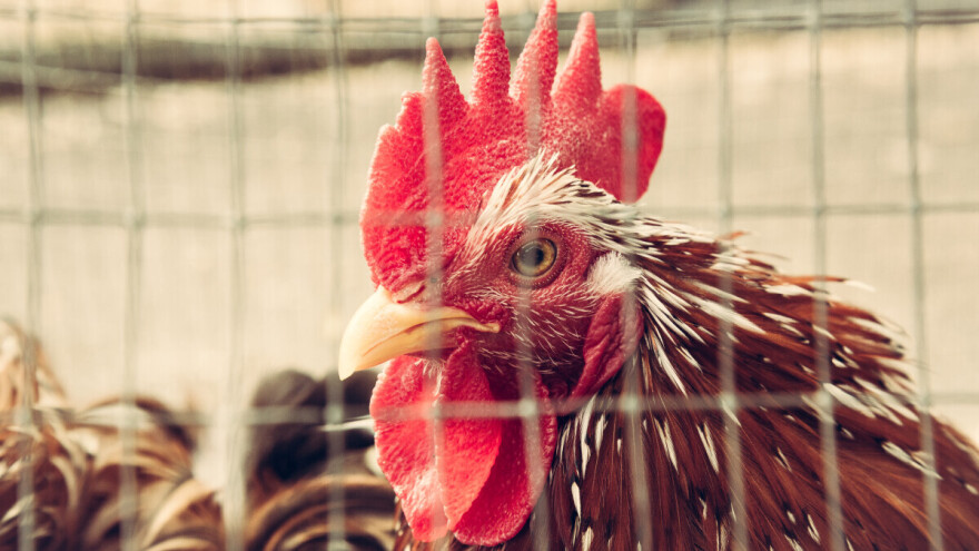 Žrtva lažne vesti: Farmer uništio kokoške i jaja vredna gotovo 800.000 dolara