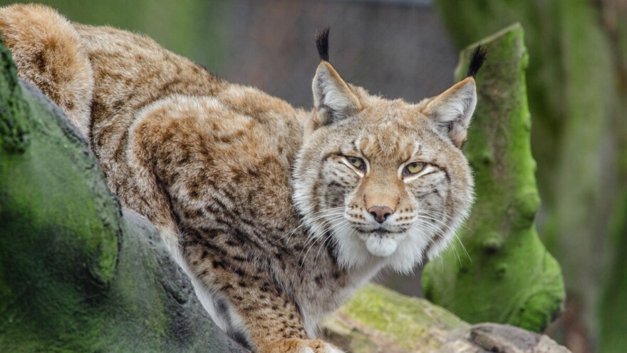 Ris Alojzije postaje novi stanovnik Paklenice, stiže s Karpata