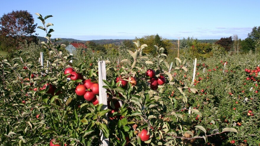 Gnojidba jabuke: Dušik i kalij utječu na crvenu boju ploda