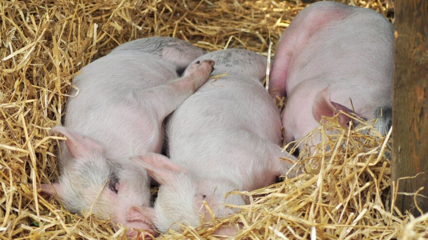 Prijedlog pravilnika o proizvođačkim organizacijama