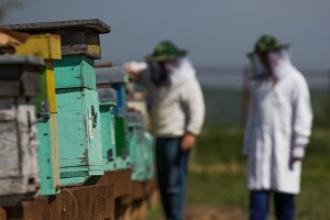 Dobru i adekvatnu brigu tijekom zime pčele će sigurno nagraditi