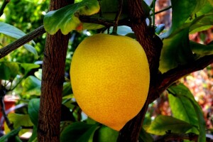 Rezidba limuna u posudi - kada je najbolje vrijeme?