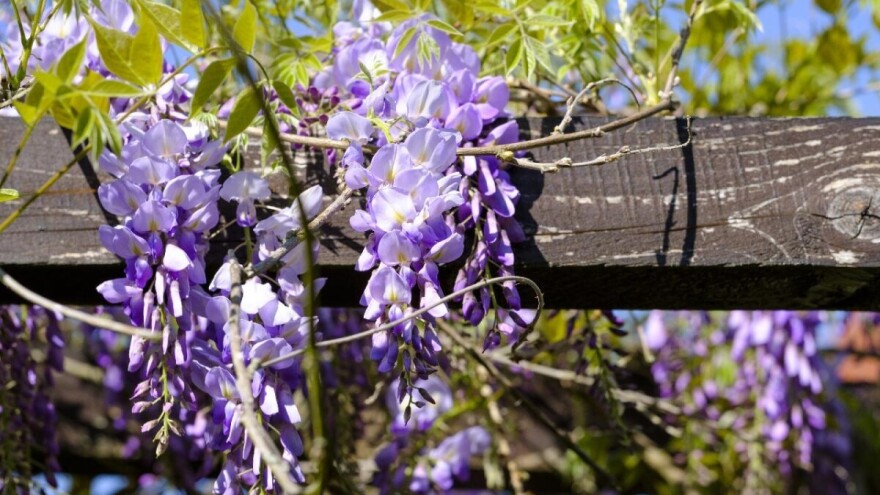 Cvetajuće puzavice - prave hladovinu i služe kao zaštita privatnosti