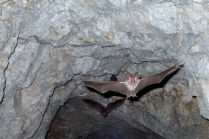 Da li slepi miševi imaju veze sa širenjem korona virusa?
