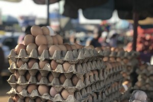 Proizvodnja jaja u svijetu: Kina najveći proizvođač, a Nizozemci ih najviše izvoze