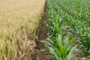 Obavijest korisnicima mjera Programa ruralnog razvoja o produljenju rokova